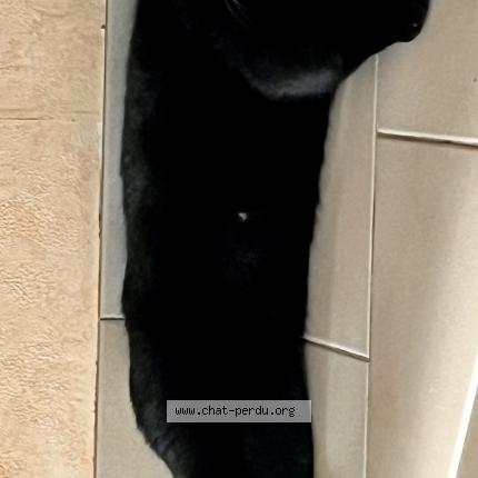 Photo 1/1 Loulou Chat lost in Chevilly larue