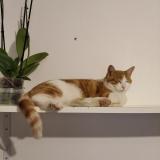 Picture of cat lost at Villemomble