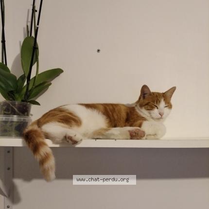 Photo 1/1 Bars Chat lost in Villemomble