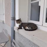 Picture of cat lost at Menessaire