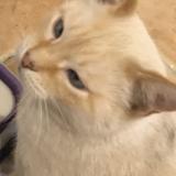 Picture of cat lost at Creissan