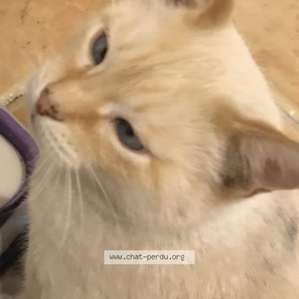 Photo 1/1 Little Chat lost in Creissan