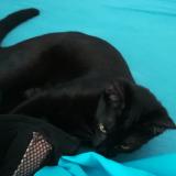 Picture of cat lost at Montpellier