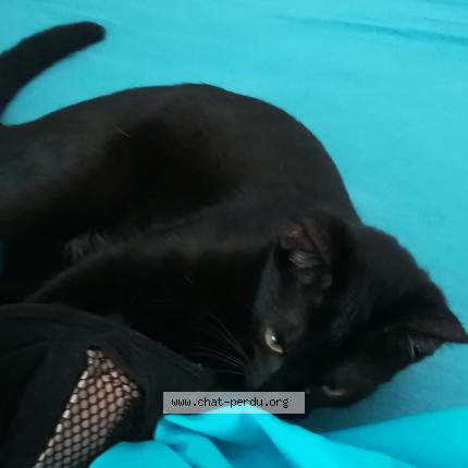 Photo 1/1 dora Chat lost in Montpellier