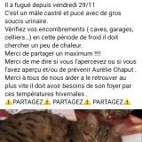 Picture of cat lost at Parent