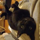 Picture of cat lost at Aulnoye Aymeries