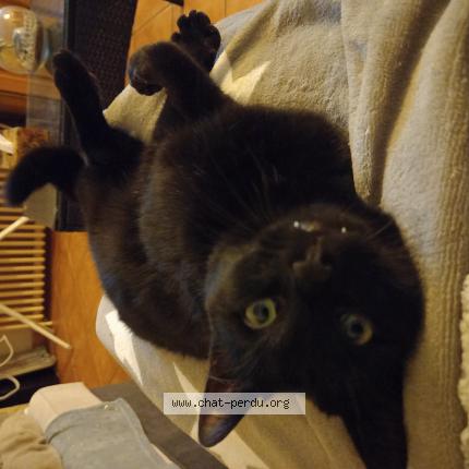 Photo 1/1 Baron Chat lost in Aulnoye aymeries