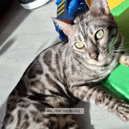 Foto 1/1 Kat teruggevonden Vermist in Bierges
