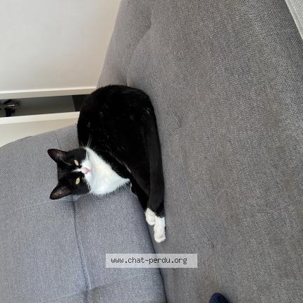 Foto 1/1 Kat teruggevonden Vermist in Forest