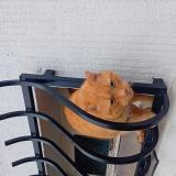 Picture of cat found at Vandoncourt