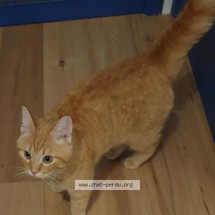 Foto van vermiste kat in Bruxelles