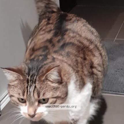 Foto 1/1 Wiedergefundene Katze Verloren in Bridel