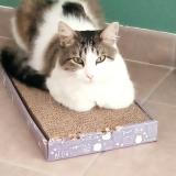 Picture of cat lost at Mensignac