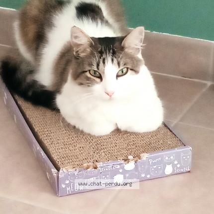 Photo 1/1 Ursuline Chat lost in Mensignac