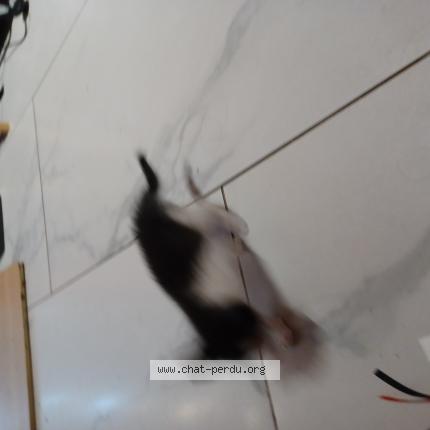 Foto 1/1 Kat teruggevonden Vermist in Roux