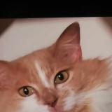 Picture of cat lost at Plescop