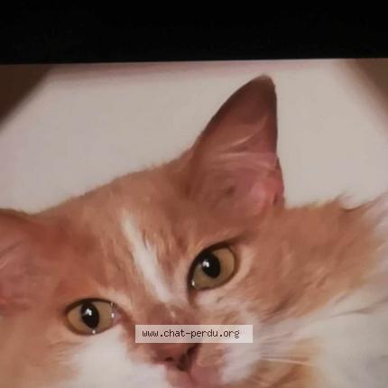 Photo 1/1 Harry Chat lost in Plescop