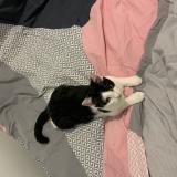 Picture of cat lost at Duisans