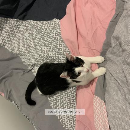 Photo 1/1 Tika Chat lost in Duisans