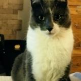 Picture of cat lost at Balma