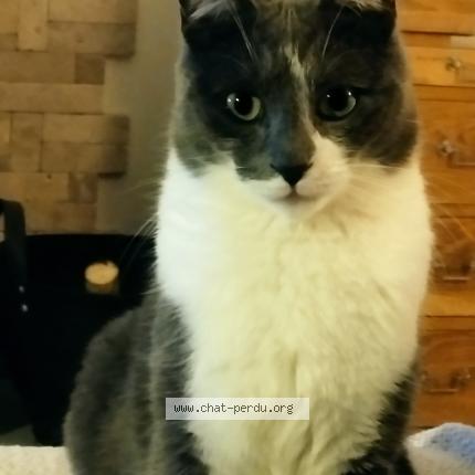 Photo 1/1 Chaplin Chat lost in Balma