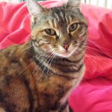 Picture of cat lost at Les Assions Payzac