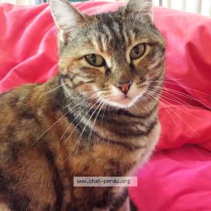 Photo 1/1 Gaia Chat lost in Les assions payzac