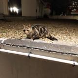 Picture of cat found at Paris