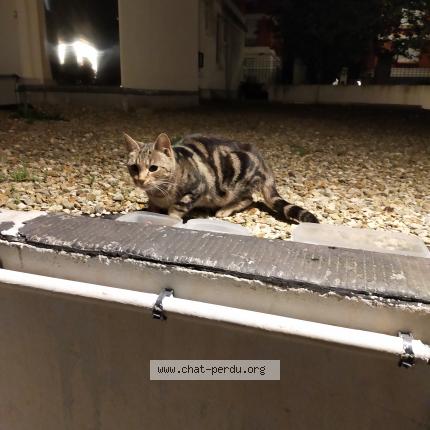 Photo 1/1 Found cat Found in Paris