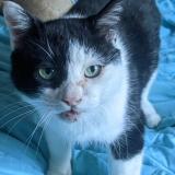 Picture of cat lost at Nimes