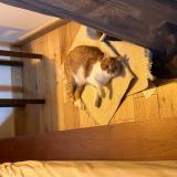 Picture of cat lost at Tourves