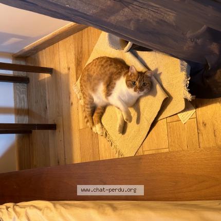 Photo 1/1 Lila Chat lost in Tourves