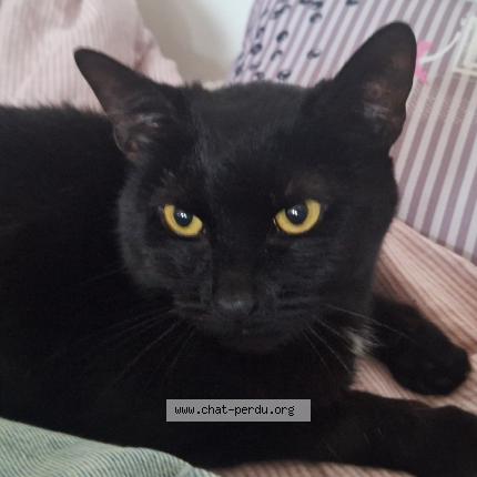Foto van gevonden kat in Namur
