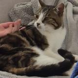 Picture of cat lost at Rochessauve