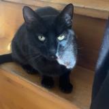 Picture of cat lost at Cherbourg En Cotentin