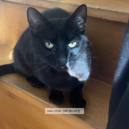 Photo 1/1 Scar Chat lost in Cherbourg en cotentin