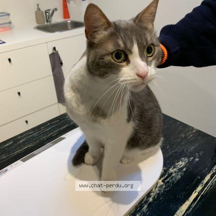 Foto 1/1 Kat teruggevonden Vermist in Ixelles