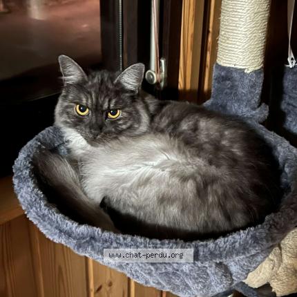 Foto einer verlorenen Katze in St Maurice