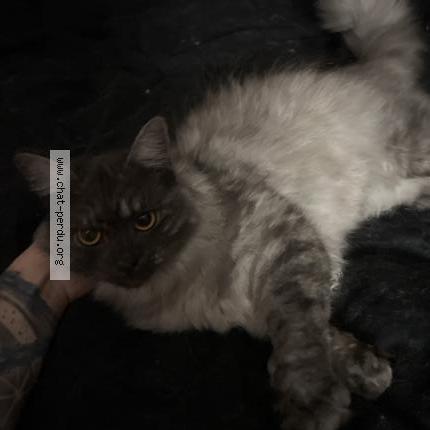 Foto 2/2 Wiedergefundene Katze Verloren in St Maurice