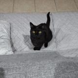 Picture of cat lost at Saint Quentin De Baron