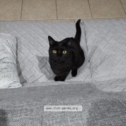 Photo 1/1 UMA Chat lost in Saint quentin de baron