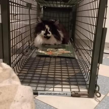 Photo 1/1 Found cat Found in Oullins