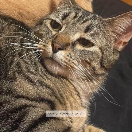 Photo 1/1 Cat reunited Lost in Le montat