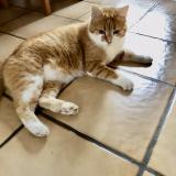 Picture of cat lost at Seux