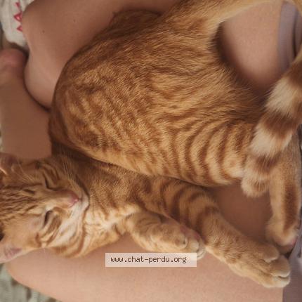 Foto einer verlorenen Katze in Arzier Le Muids