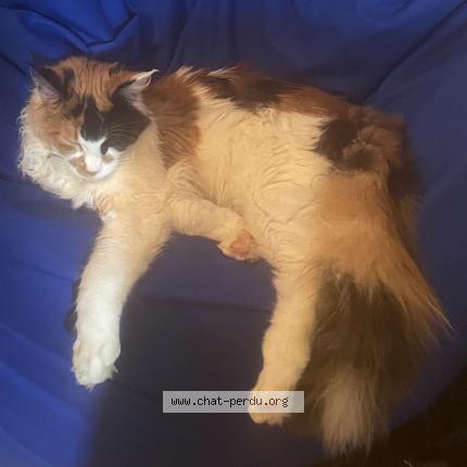 Foto 1/1 Kat teruggevonden Vermist in Namur
