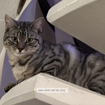 Foto einer verlorenen Katze in La Conversation Lutry