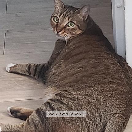 Foto einer verlorenen Katze in Ecublens