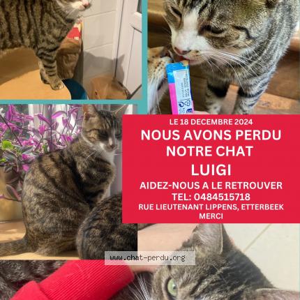 Foto van vermiste kat in Etterbeek