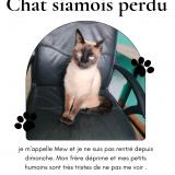 Picture of cat lost at Aubagne